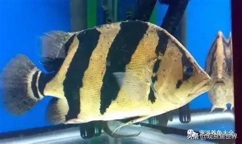 虎邊養魚|比較齊全的虎魚品種圖鑑參考和飼養攻略 